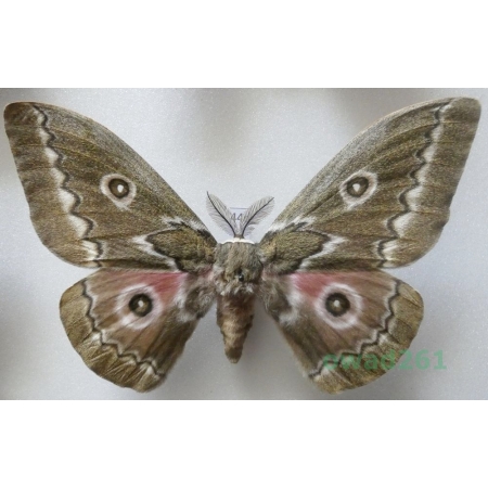 Gonimbrasia tyrrhea (Cramer, 1775) male ex. ovo South Africa 114mm44d